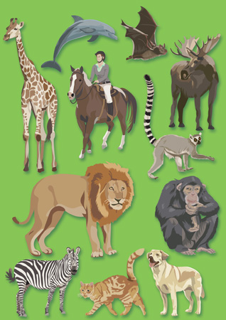 The Mammal book Illustrations