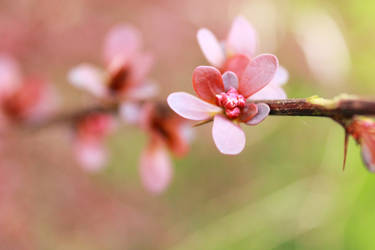 Berberis