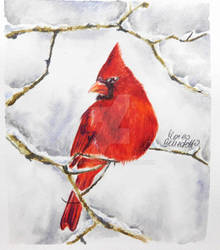 Red Cardinal