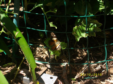 Butterfly in my garden 1