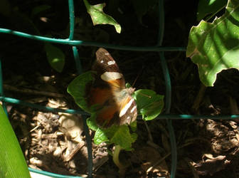 Butterfly in my garden x2