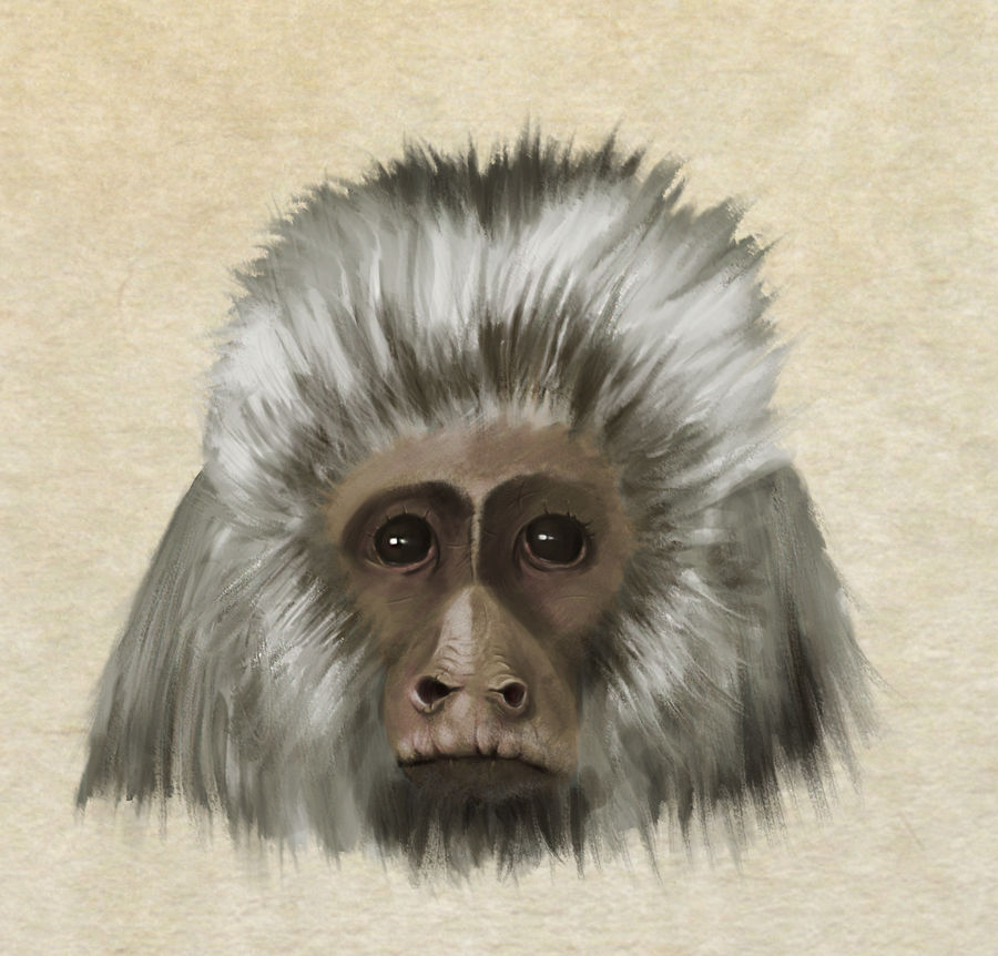 Deviantart 2007 Monkey monkey by ogge108 on DeviantArt