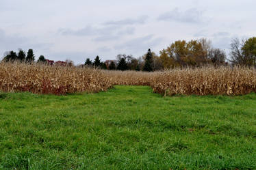 Corn Field Stock 2