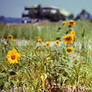 Beni Hasan Sunflowers