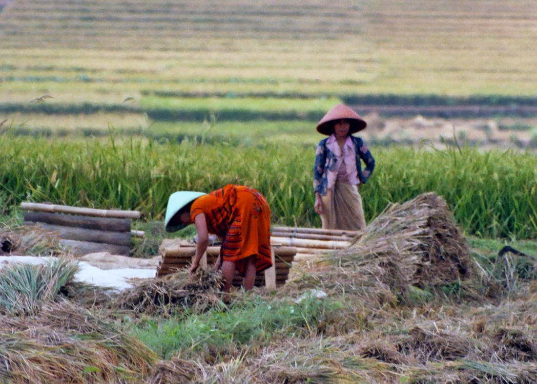 Java Rice Harvest 1 by AlberichPotter on DeviantArt