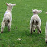 Fleeing Lambs