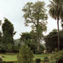 Peradeniya Botanical Gardens 3