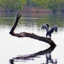 Shag Drying Wings