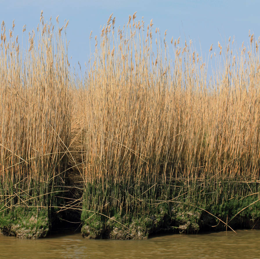 Reed Bed Roots by AlberichPotter on DeviantArt