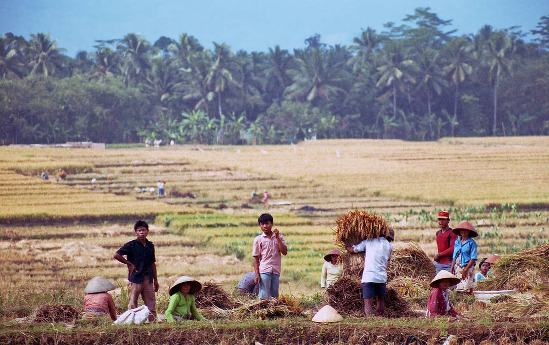 Java Rice Harvest 2 by AlberichPotter on DeviantArt