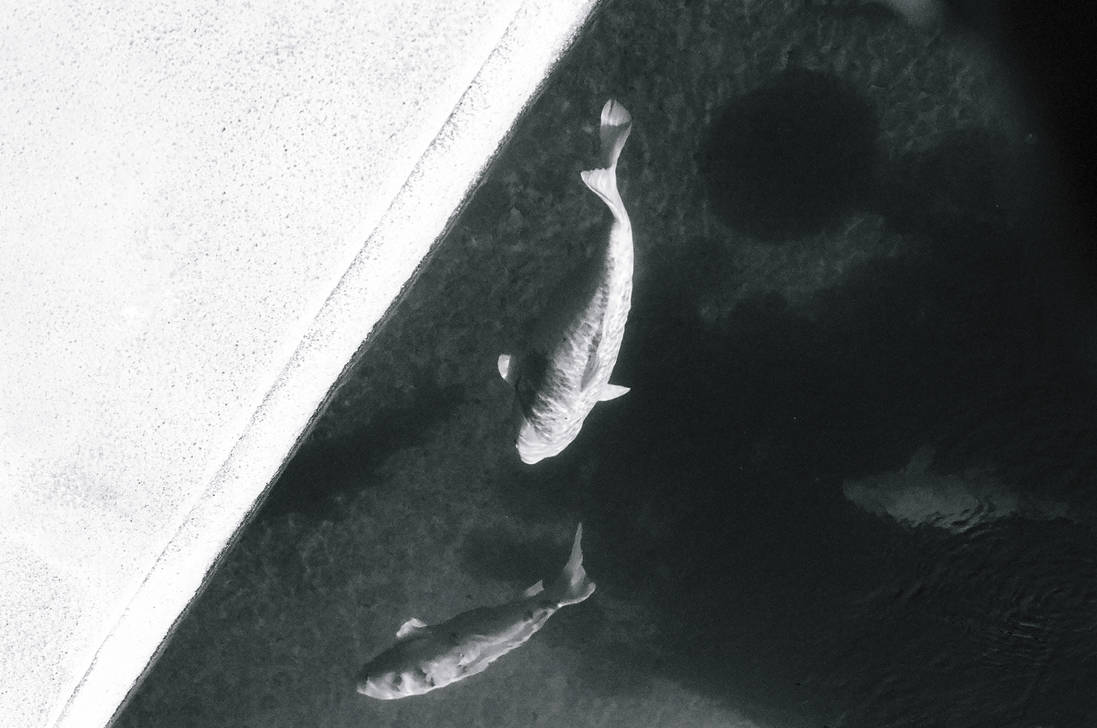 Holy Fish Photo Holy fish. by reggierocket on DeviantArt