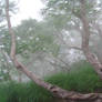 A foggy forest