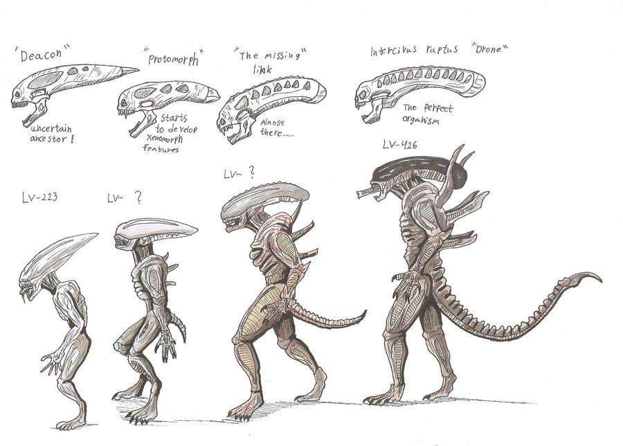 Alien xenomorph Evolution by debusscher62 on DeviantArt