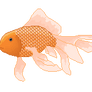 Goldfish