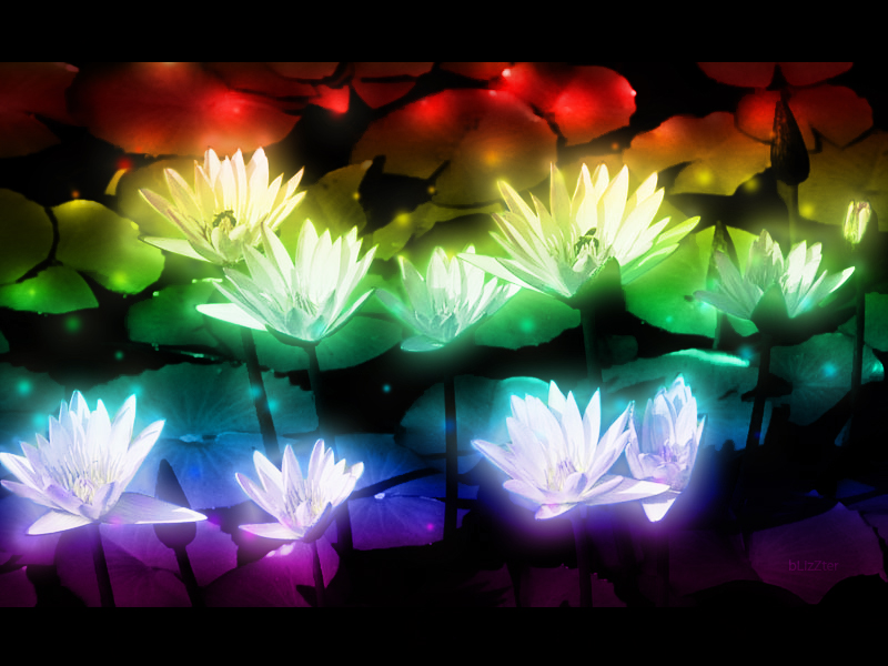 Water Lilies Magic