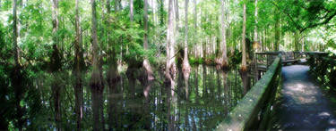 Highlands Hammok Cypress Swamp