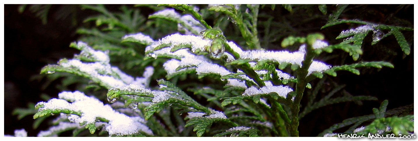 More Ice Flowers