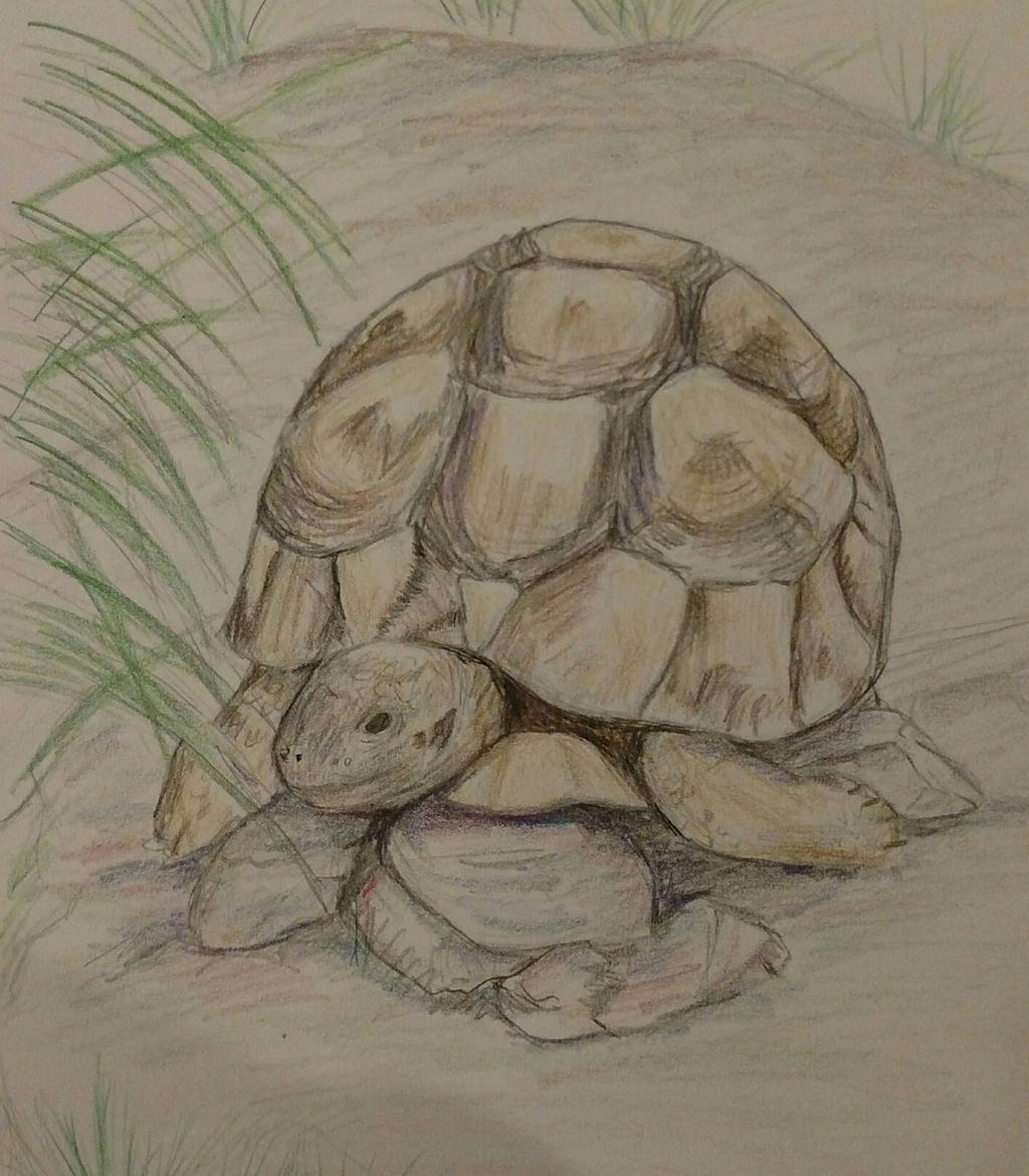 Tortoise Without A Shell Drawing Tortoise drawing by Brownie3113 on DeviantArt