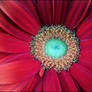 Red Daisy