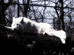 White Wolf by IsaidSO9732382times