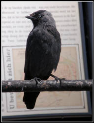 Jackdaw