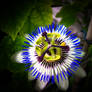 Paul Gore and the passion flower