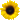 Sunflower Icon by fuzzyangel