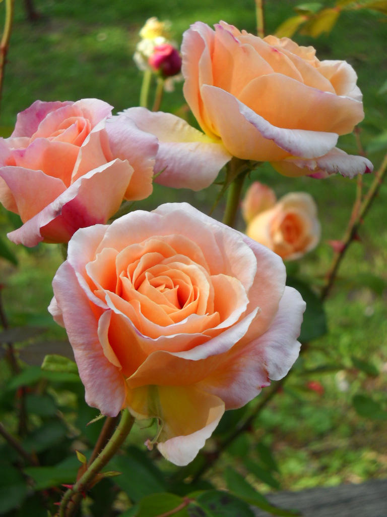 Peach Roses by happydoo2 on DeviantArt