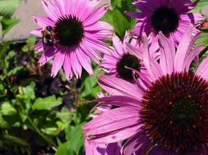 Echinacea and the Bee