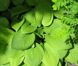 Hosta