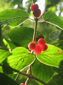 Berries