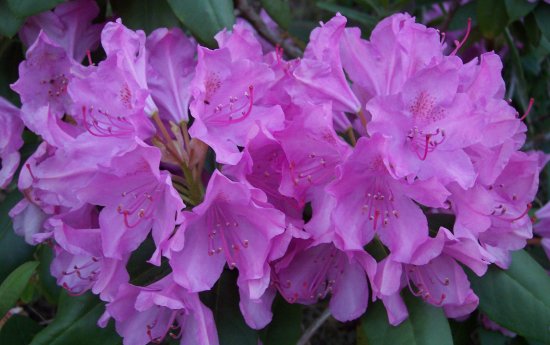 Petticoat Blossoms