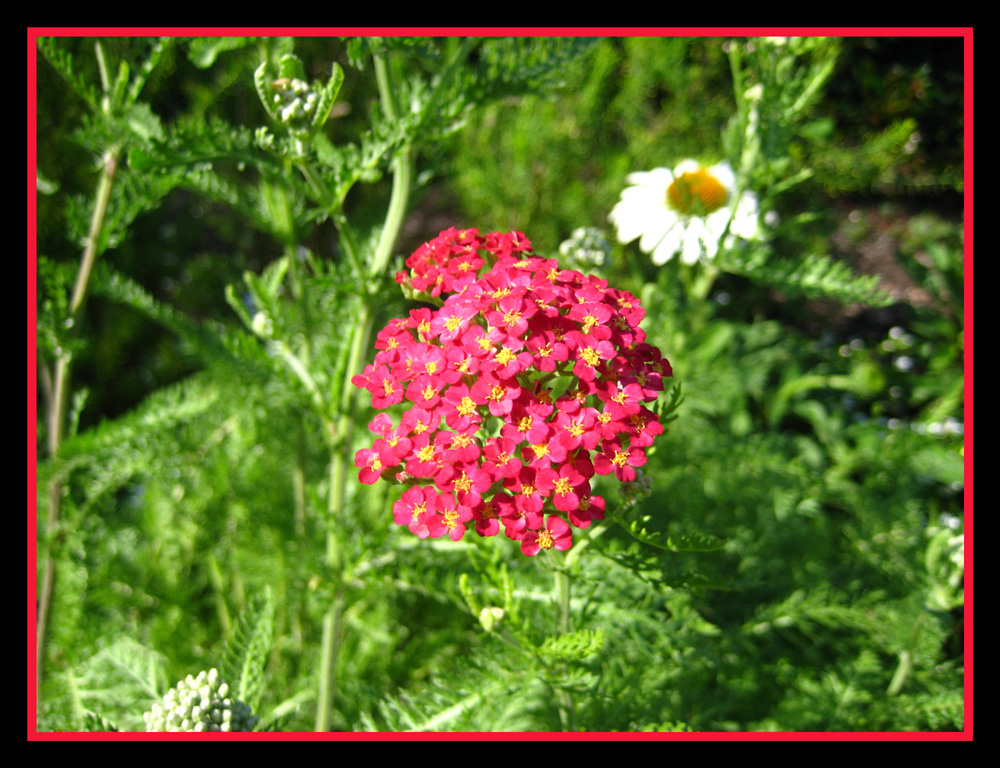 Delicate Red