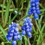 Macro Grape Hyacinths