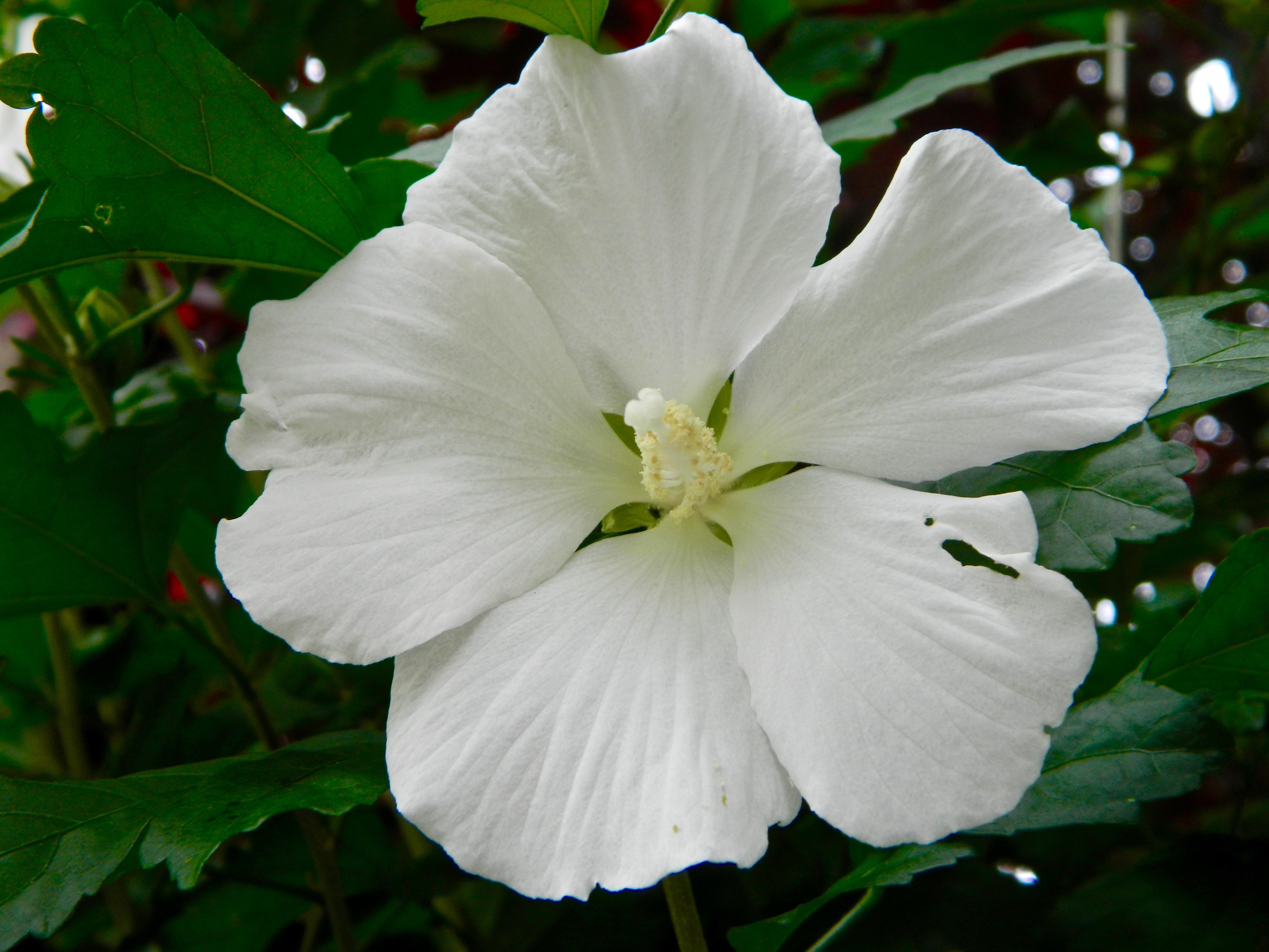 White Rose of Sharon