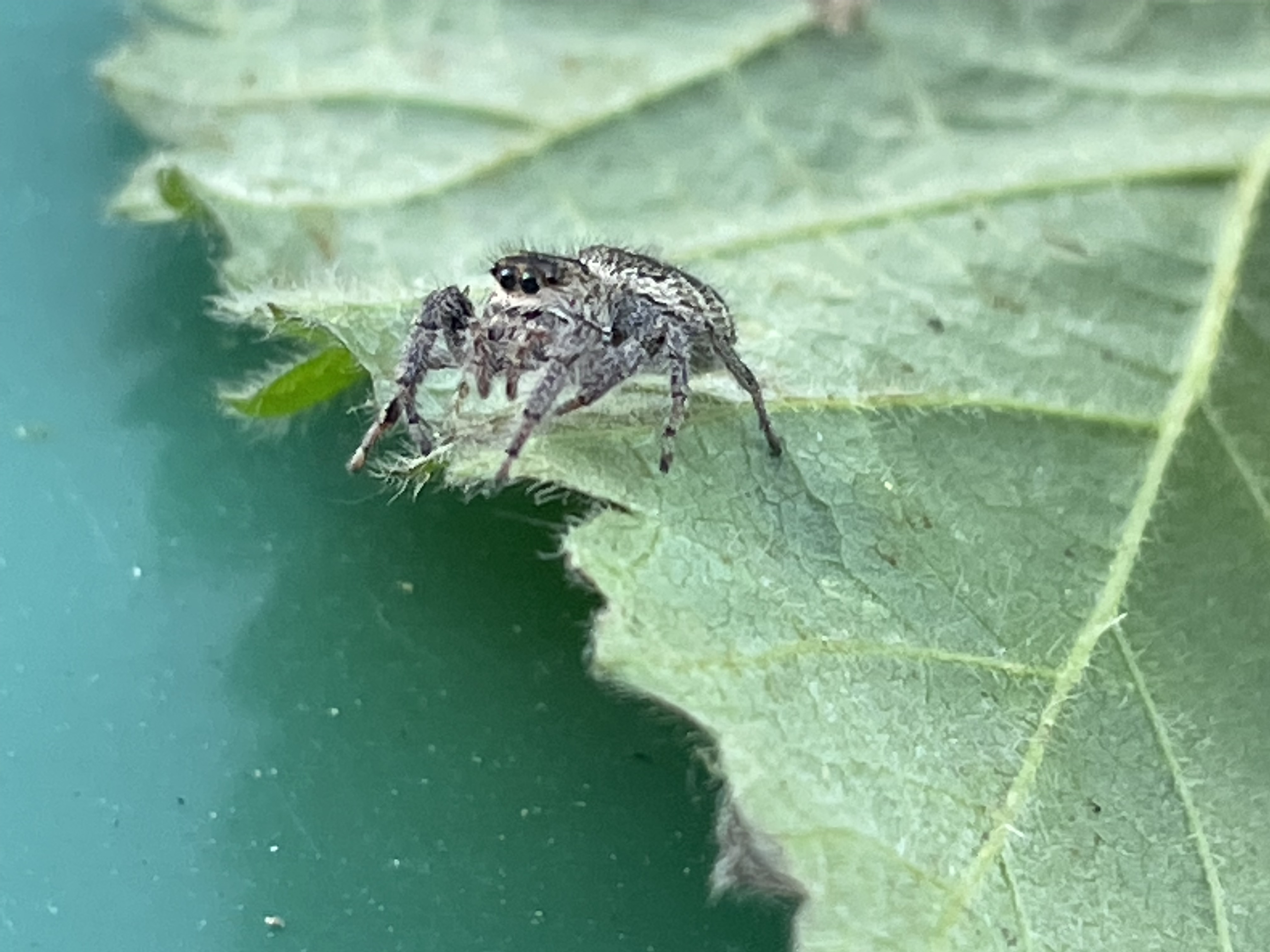 Jumping Spider Friend!