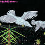 Night Birds