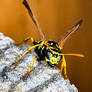 European Paper Wasp
