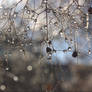 Dew On Branch