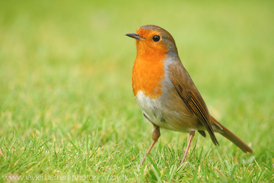 European Robin