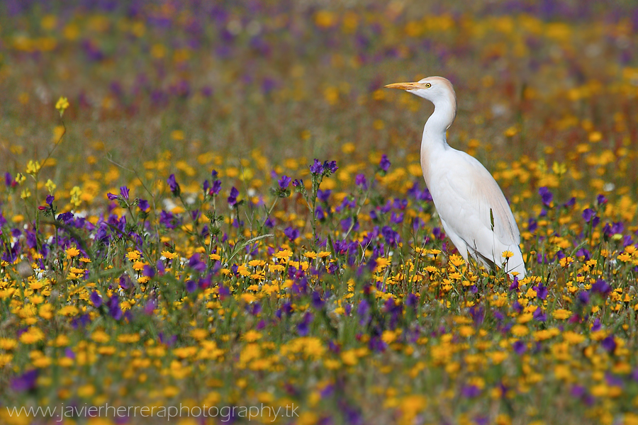 Entre flores