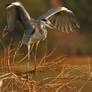 Grey Heron