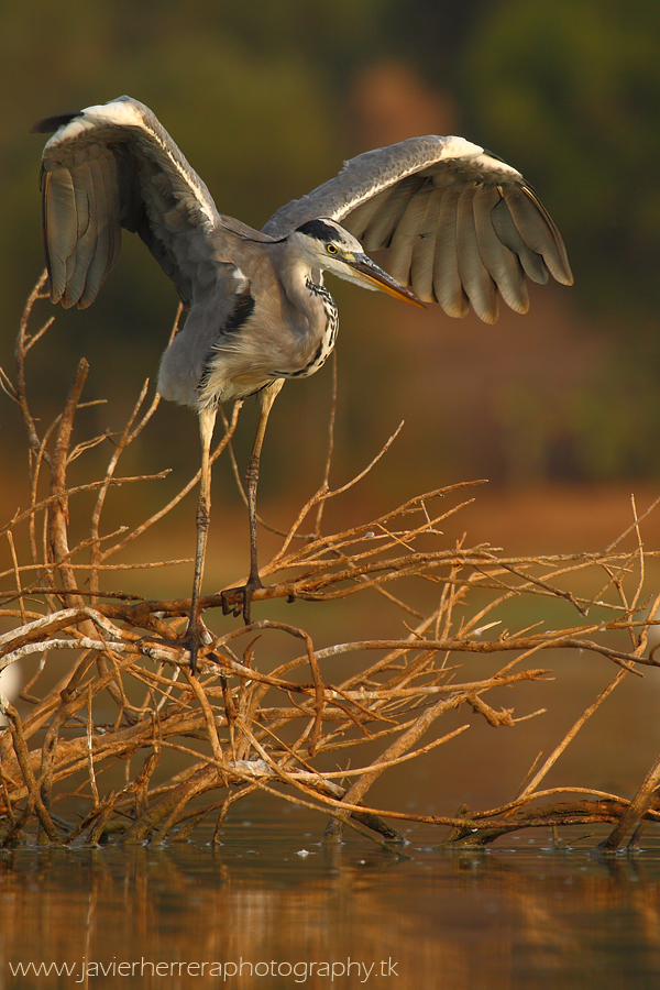 Grey Heron