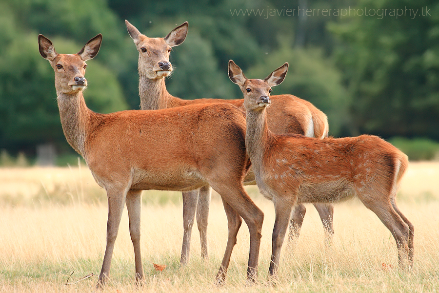 waiting for the rut