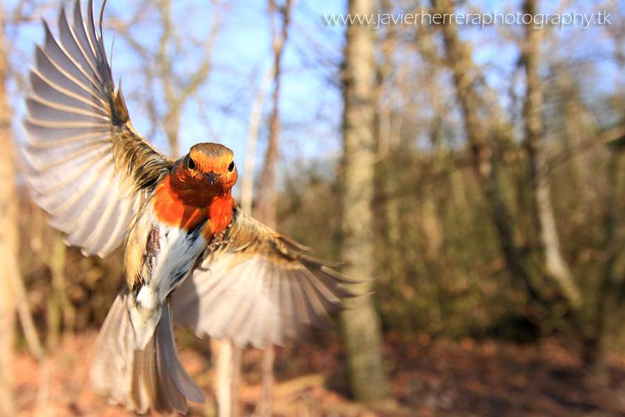 Landing