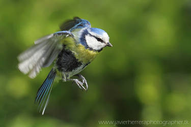 The little blue tit by javierherrera86