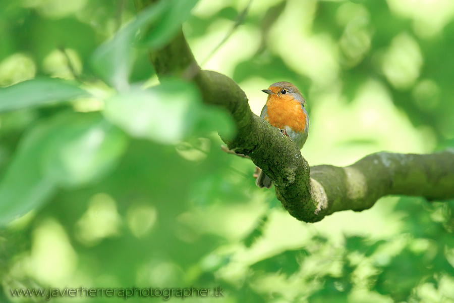 Spring singer