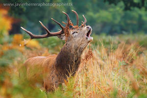 Rutting time