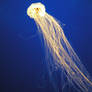 Monterey Aquarium JellyFish 4