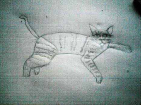 Caty cat O_O